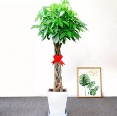 5 Seeds Pachira Macrocarpa Bonsai