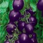 25 Seeds Rare Purple Cherry Tomato Organic