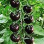 25 Seeds Rare Purple Cherry Tomato Organic