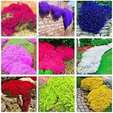 100 Seeds Creeping Thyme