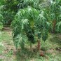 50 Seeds Bonsai Fruit Dwarf Papaya Miniature Pawpaw