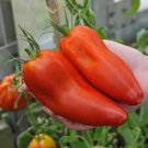 100 Seeds Jersey Devil Tomato
