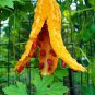 6 Seeds Jamaican Cerasee Gold Bitter Melon
