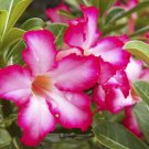 2 Seeds 'dancing pink girl' Adenium Desert Rose