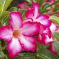 2 Seeds 'dancing pink girl' Adenium Desert Rose