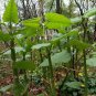 30 Seeds Rare Heirloom He Shou Wu Polygonum Multiflorum Tonic
