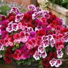10 Seeds Geranium Mixed Dark Red Petals Pink Edege Flowers Deep Red and White Semidouble Flowers