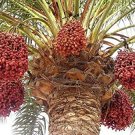 5 Seeds Medjool Date Palm Tree
