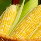 10 Seeds Yellow Waxy Corn Vegetable