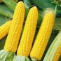 10 Seeds Yellow Waxy Corn Vegetable