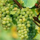 10 Seeds Fragrant Sweet Green Grape Organic
