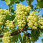 10 Seeds Fragrant Sweet Green Grape Organic