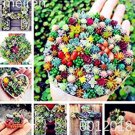 100 Seeds Mix Lithops Bonsai Living Stones Succulent Cactus Organic