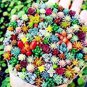 100 Seeds Mix Lithops Bonsai Living Stones Succulent Cactus Organic