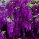 15 Seeds Deep Purple & Rose Red Wisteria Bonsai Flowers