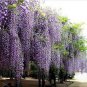 15 Seeds Deep Purple & Rose Red Wisteria Bonsai Flowers
