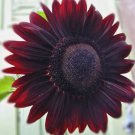 50 Seeds Sun Flower Velvet Queen