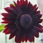 50 Seeds Sun Flower Velvet Queen