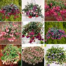 100 Seeds Hanging Bonsai Fuchsia Perennial Flowers