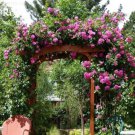 50 Seeds Taiwai Purple Climbing Rose Big Blooming Flowers