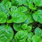 50 Seeds Heirloom Green Malabar Spinach Vegetable