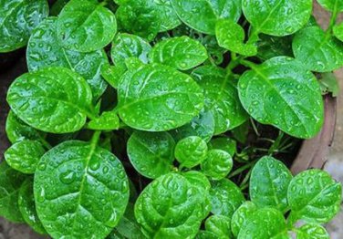 50 Seeds Heirloom Green Malabar Spinach Vegetable
