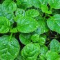 50 Seeds Heirloom Green Malabar Spinach Vegetable