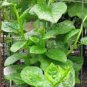 50 Seeds Heirloom Green Malabar Spinach Vegetable