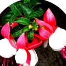 100 Seeds Imported Japanese Red White Fuchsia Perennial Flower