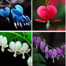 5 Seeds Lamprocapnos spectabilis Mixed Bleeding Heart Perennial Herbs Flower
