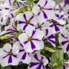 200 Seeds Heirloom Snow White Petunia with Five Purple Stripes Annual Garden Flowers