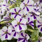 200 Seeds Heirloom Snow White Petunia with Five Purple Stripes Annual Garden Flowers