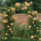 50 Seeds Rare ' Crown Princess Margareta' Orange Climbing Rose Shrub
