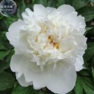 5 Seeds Peony Purely White Cream White Flower