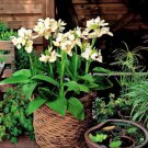 50 Seeds Canna Lily Seeds Gorgeous Lily-like Blossoms in Cream White