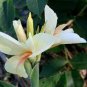 50 Seeds Canna Lily Seeds Gorgeous Lily-like Blossoms in Cream White