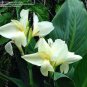 50 Seeds Canna Lily Seeds Gorgeous Lily-like Blossoms in Cream White
