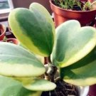 100 Seeds Flower Bonsai Hoya Kerrii Bonsai (December Orchid)