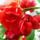 100 Seeds Impatiens Balsamina Red Garden Balsam