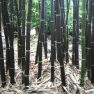 30 Seeds Rare Black Bamboo