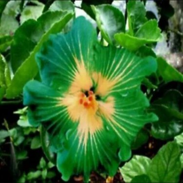100 Seeds Green Hibiscus Flower