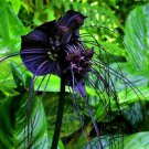 100 Seeds Black Tiger Shall Orchid Flowers Scented Perennial Plants Shade