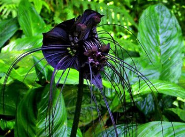 100 Seeds Black Tiger Shall Orchid Flowers Scented Perennial Plants Shade