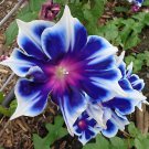 100 Seeds Morning Glory Blue Glory Fragrant Garden Climbing