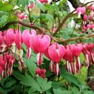 100 Seeds Dicentra Spectabilis Bonsai Bleeding Heart Classic Cottage Garden Plant