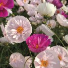 30 Seeds Cupcakes Mix Cosmos