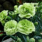 200 Seeds Carnation 'CFPC Jade' Green Dianthus Caryophyllus Flower