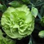 200 Seeds Carnation 'CFPC Jade' Green Dianthus Caryophyllus Flower
