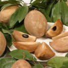 100 Seeds Rare Mini Manilkara Zapota
