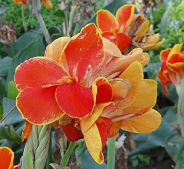 5 Seeds LIVE RHIZOME Large Poly Gay Canna Lily Rhizome Variegated Tricolor